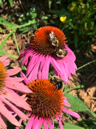 Bumble Bees on Purple Cone Flowers